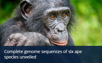 Close up of an adult bonobo