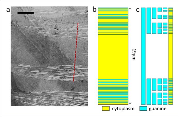 The transmission electron microscopy image